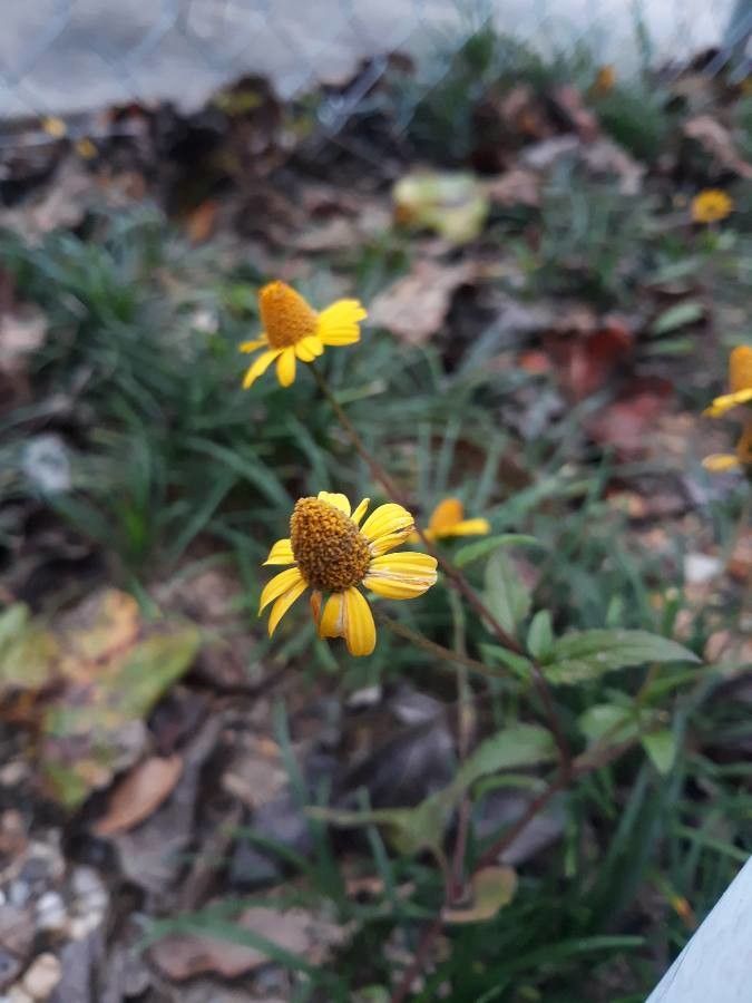 Acmella oppositifolia flower