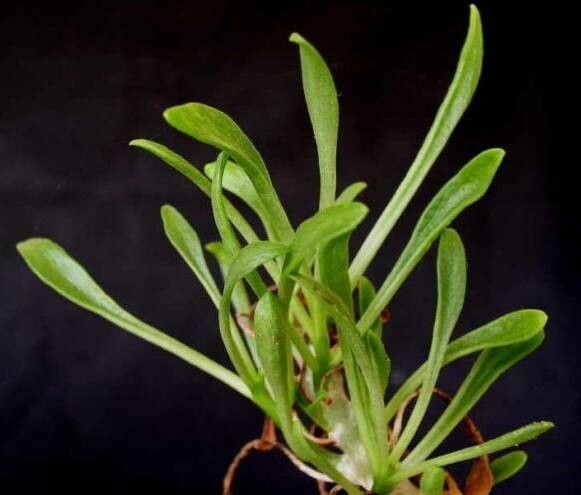 Tylecodon grandiflorus — houseplant care guide