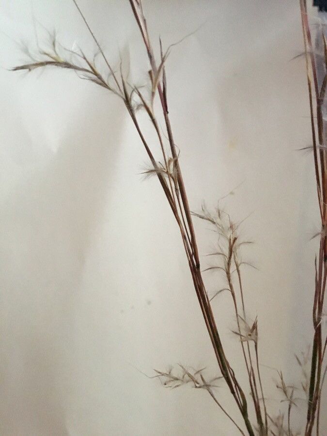 Andropogon ternarius — search result for 'Andropogon'