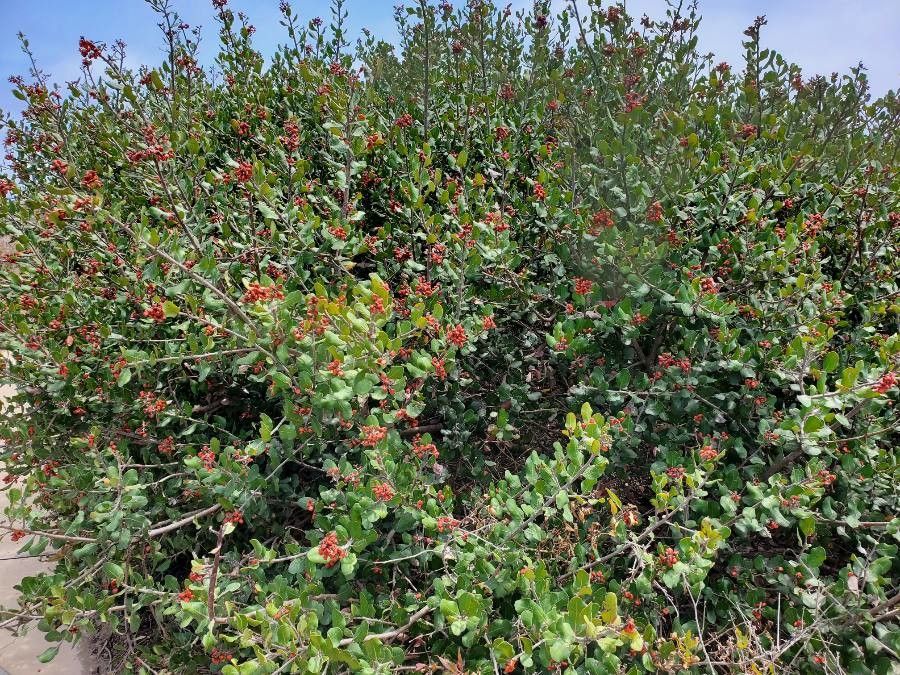 Rhus integrifolia leaf