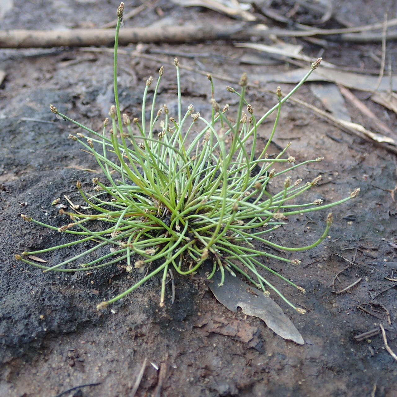 Eleocharis minuta habit