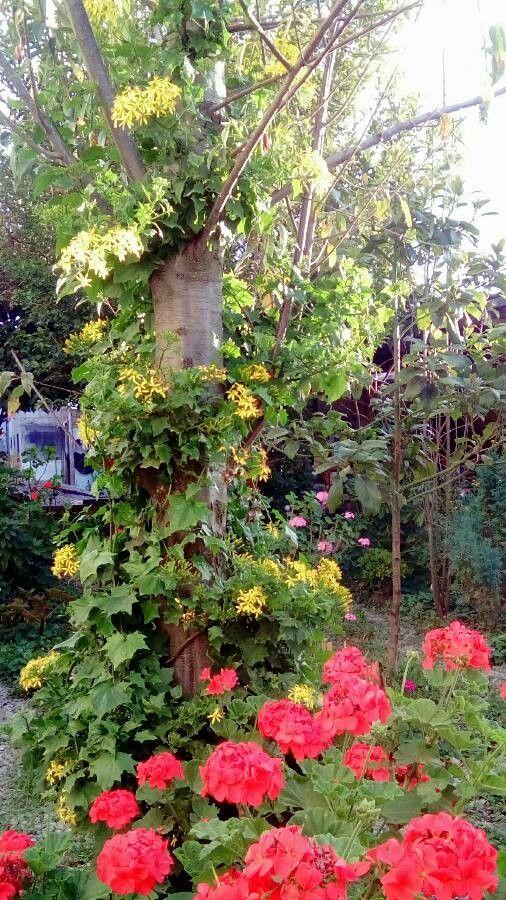Senecio tamoides flower