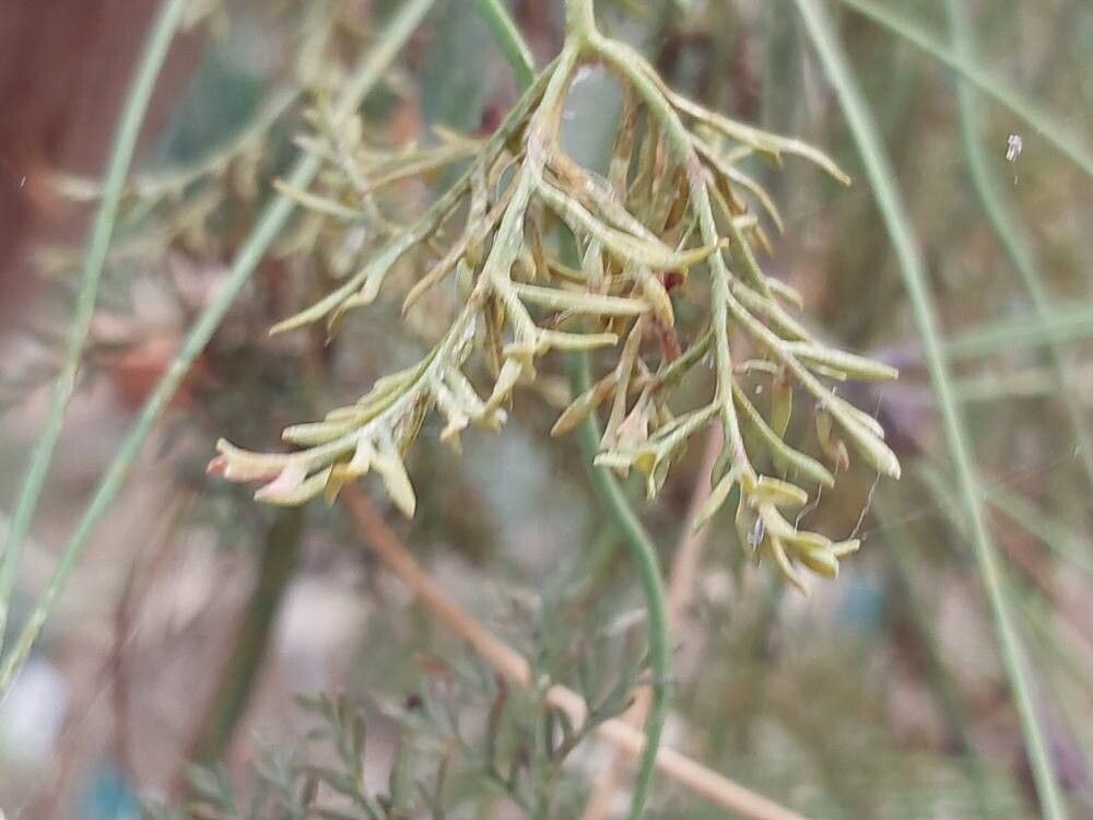 Montanoa speciosa — houseplant care guide