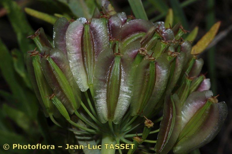 Thapsia transtagana fruit