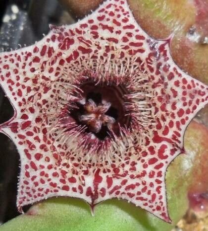 Huernia recondita — search result for 'Huernia'