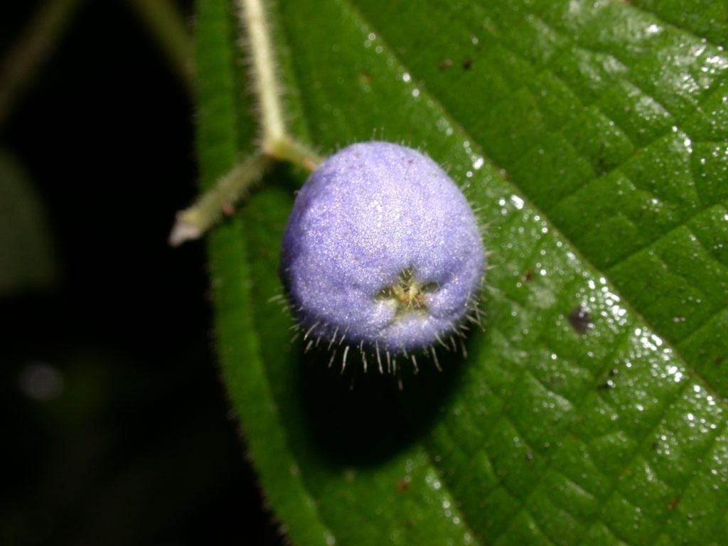 Clidemia japurensis fruit