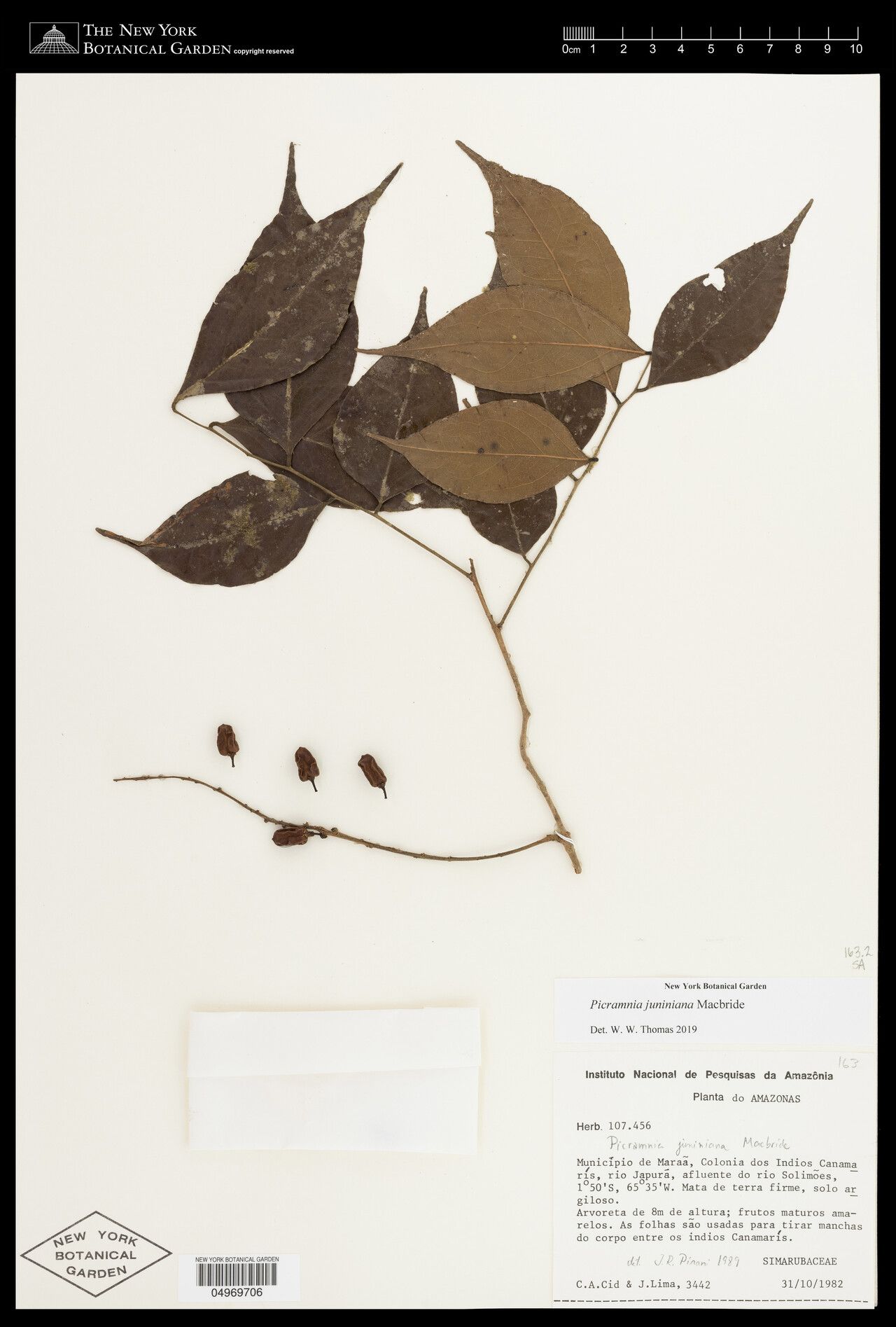 Picramnia juniniana — related species from the same genus