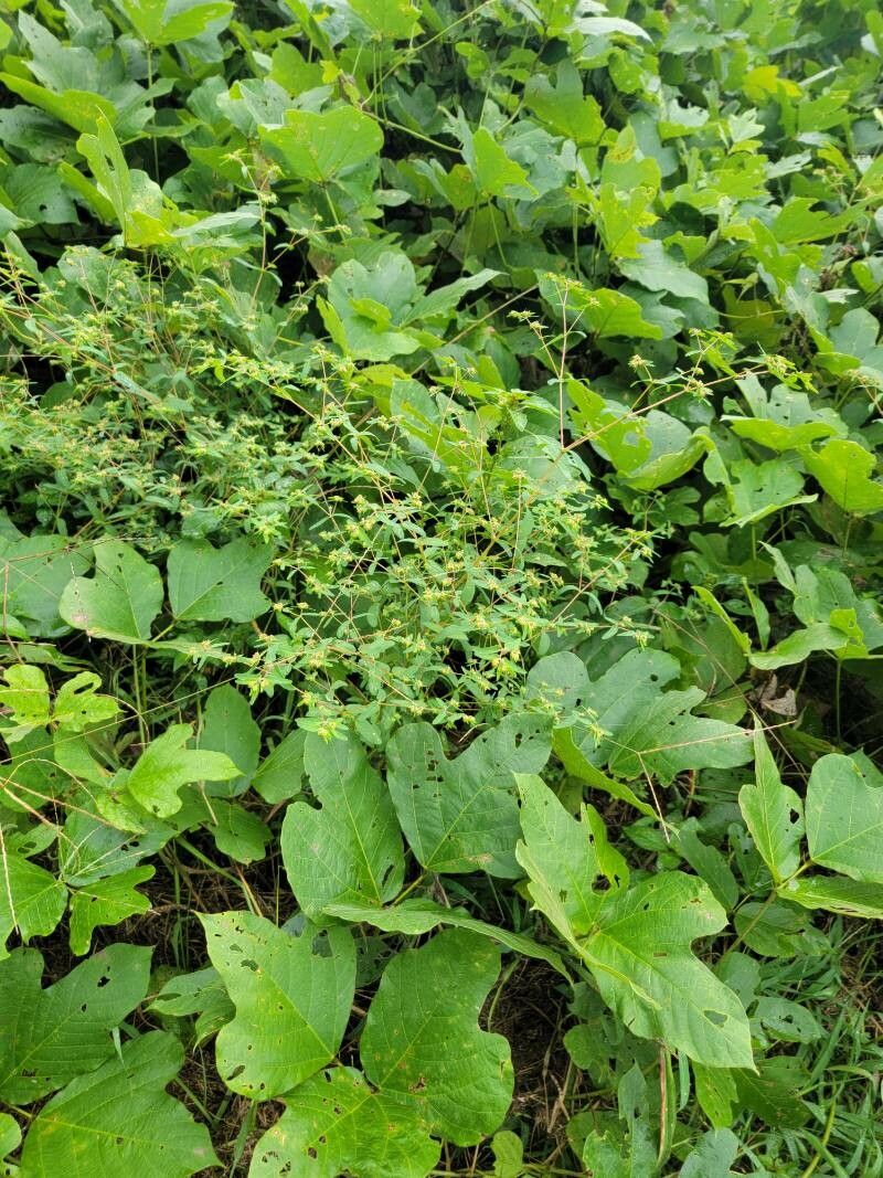 Chamaesyce hyssopifolia habit