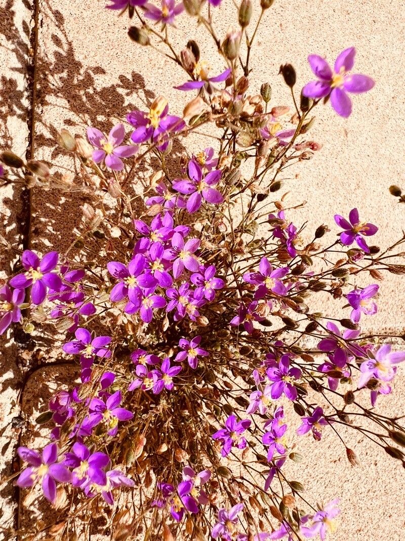 Spergula purpurea leaf