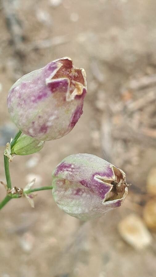 Silene behen fruit