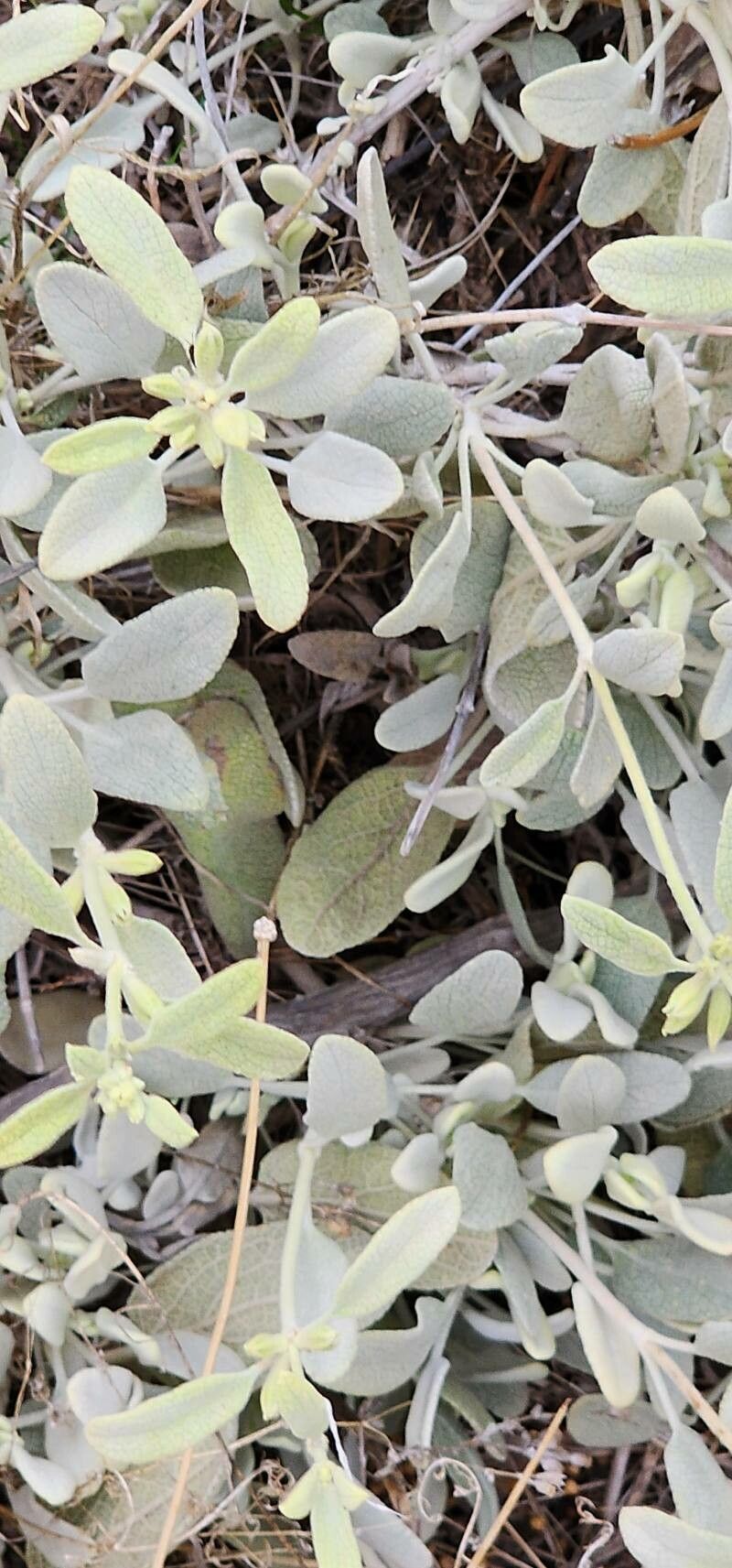 Phlomis olivieri bark