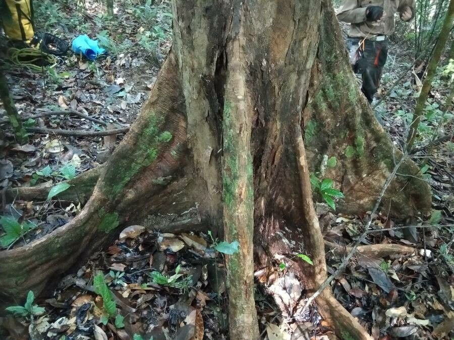 Pouteria eugeniifolia bark