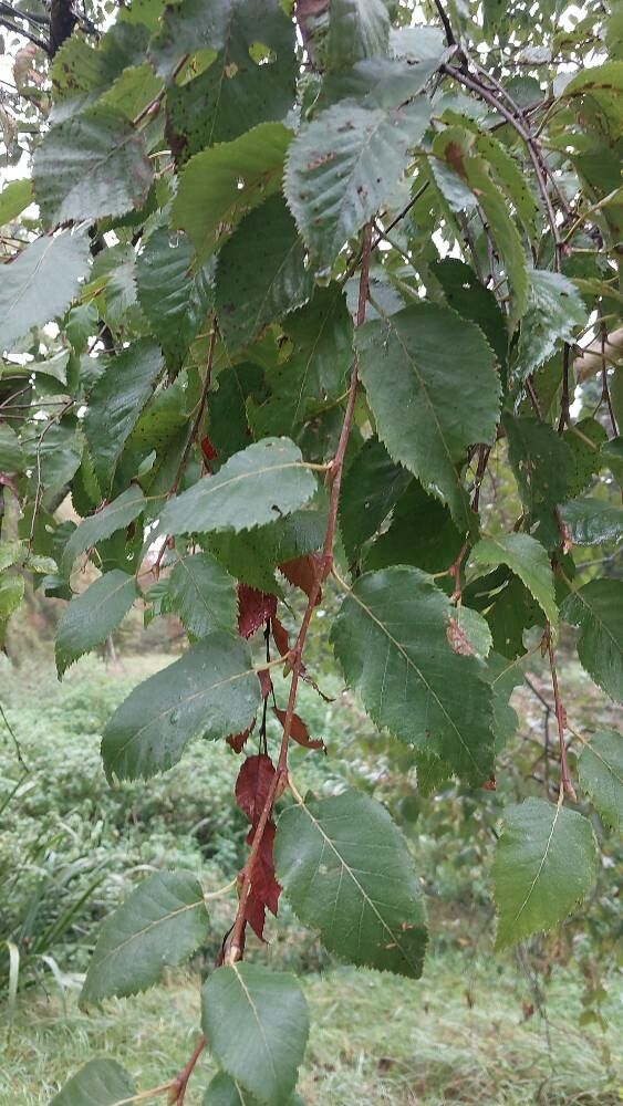 Betula × caerulea — search result for 'Betula'