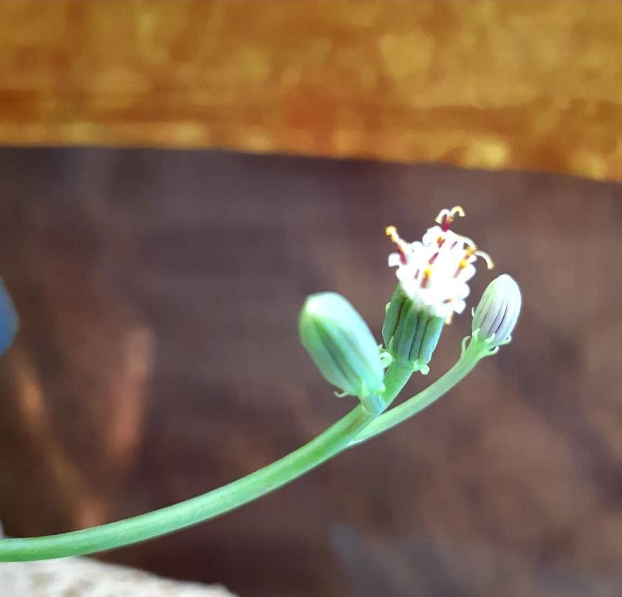 Senecio citriformis flower