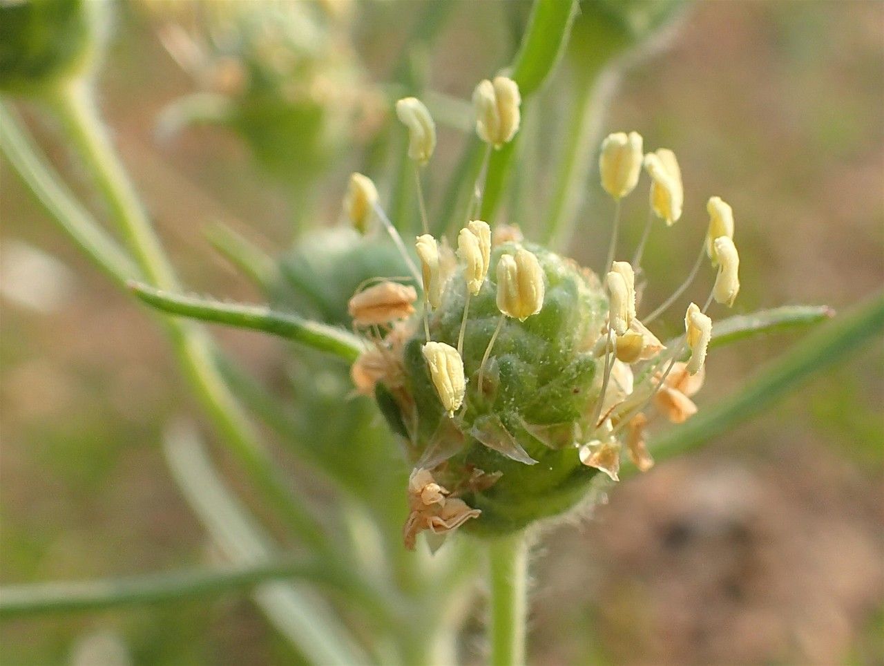 Plantago arenaria fruit
