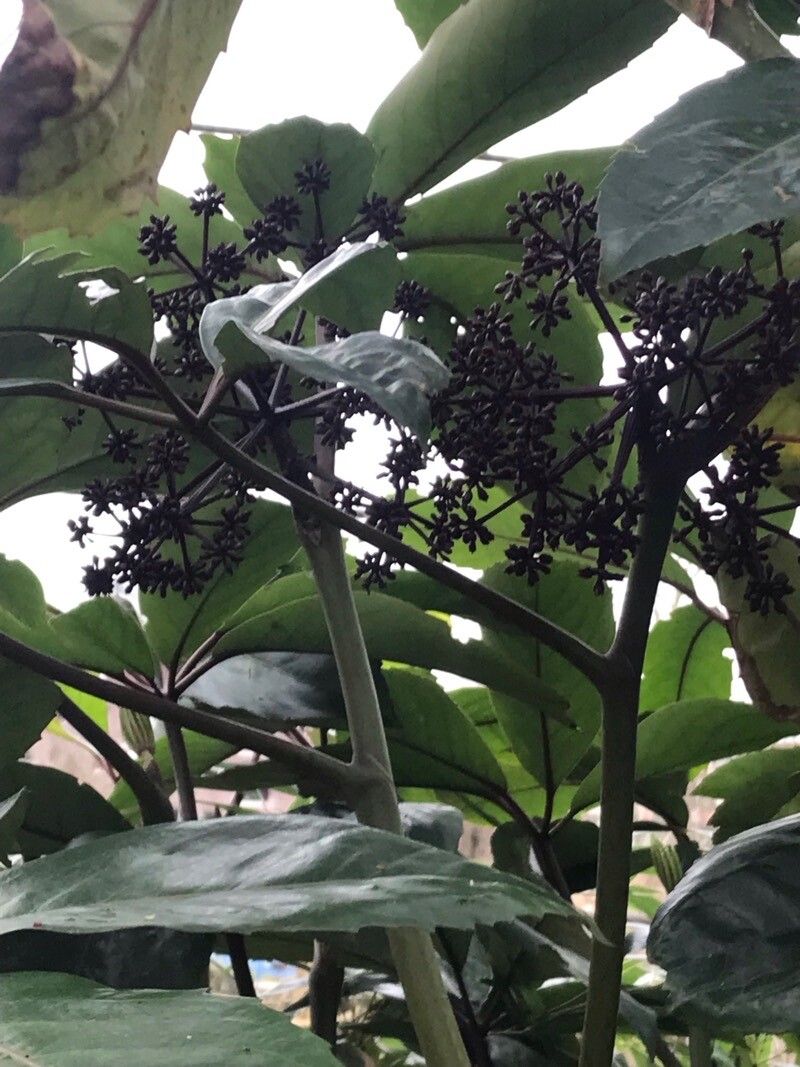 Heptapleurum heptaphyllum fruit