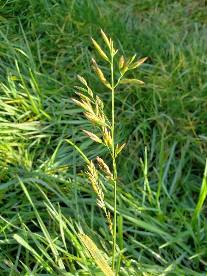 Schedonorus arundinaceus fruit