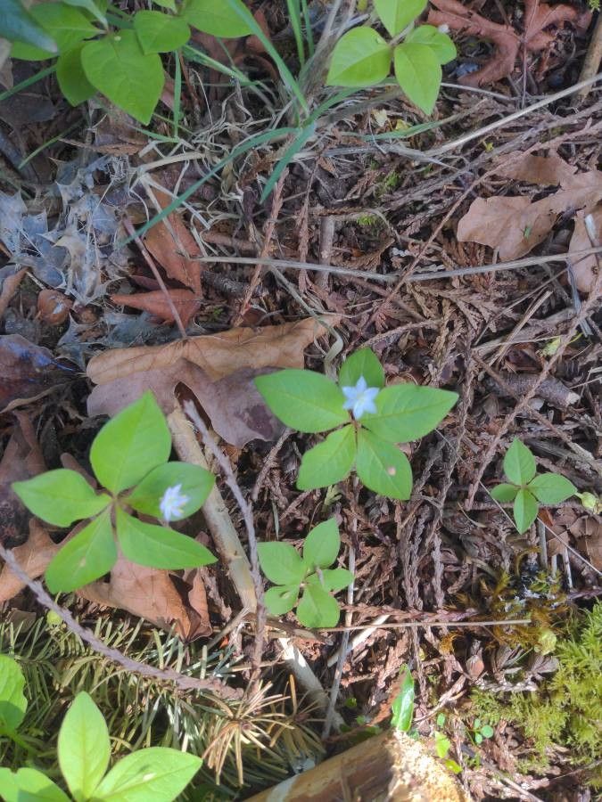 Trientalis borealis flower