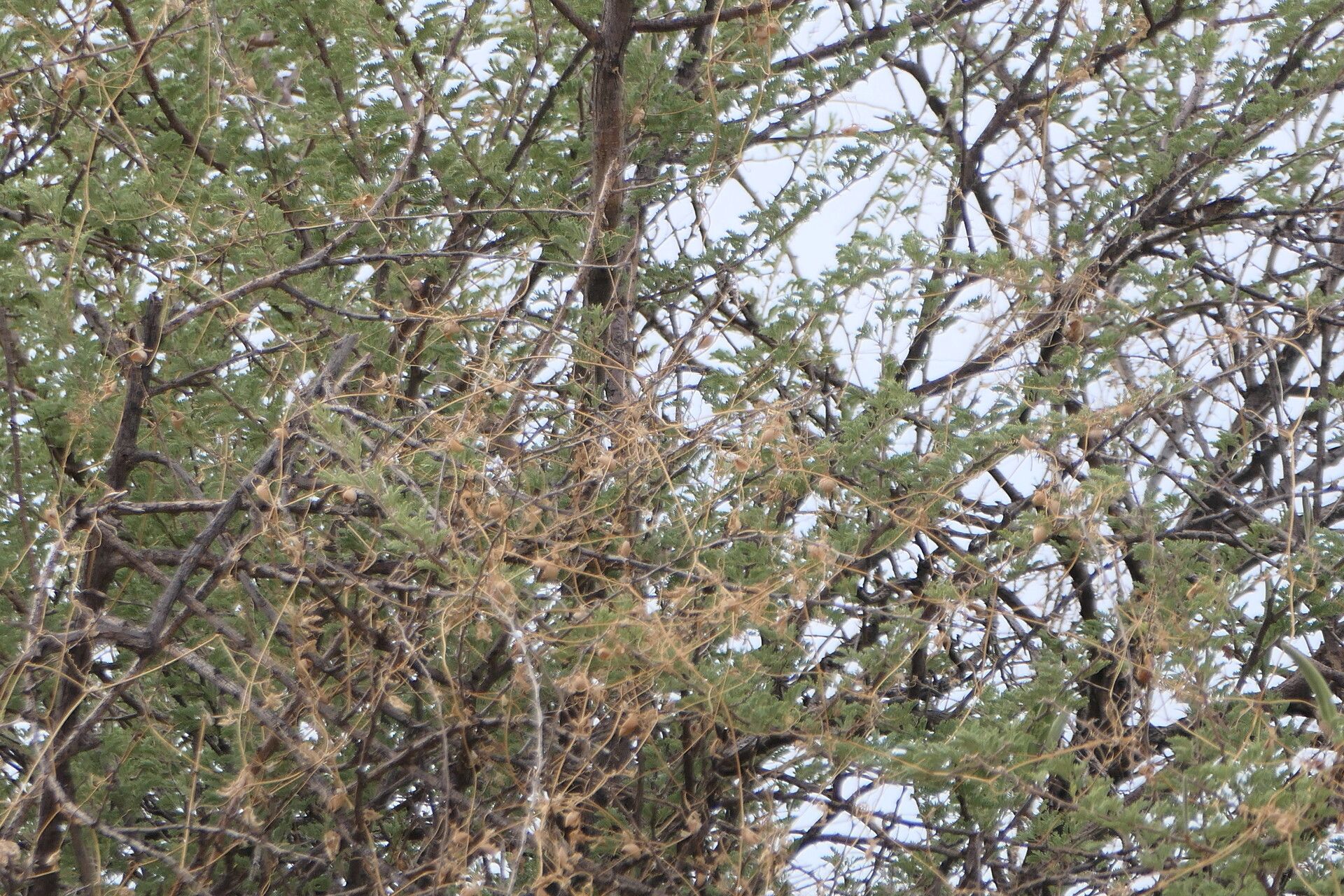 Vachellia hebeclada leaf