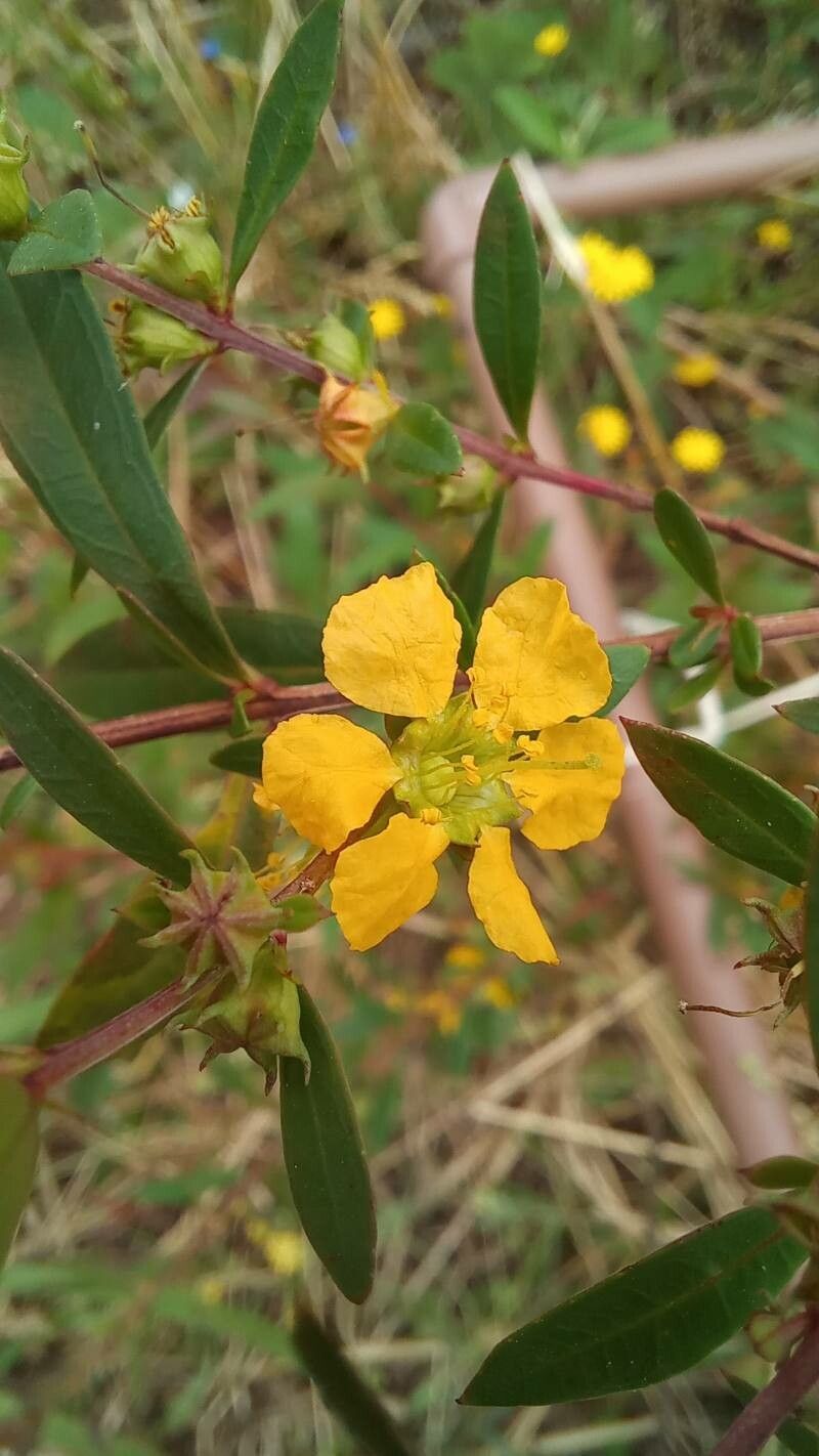 Heimia apetala flower