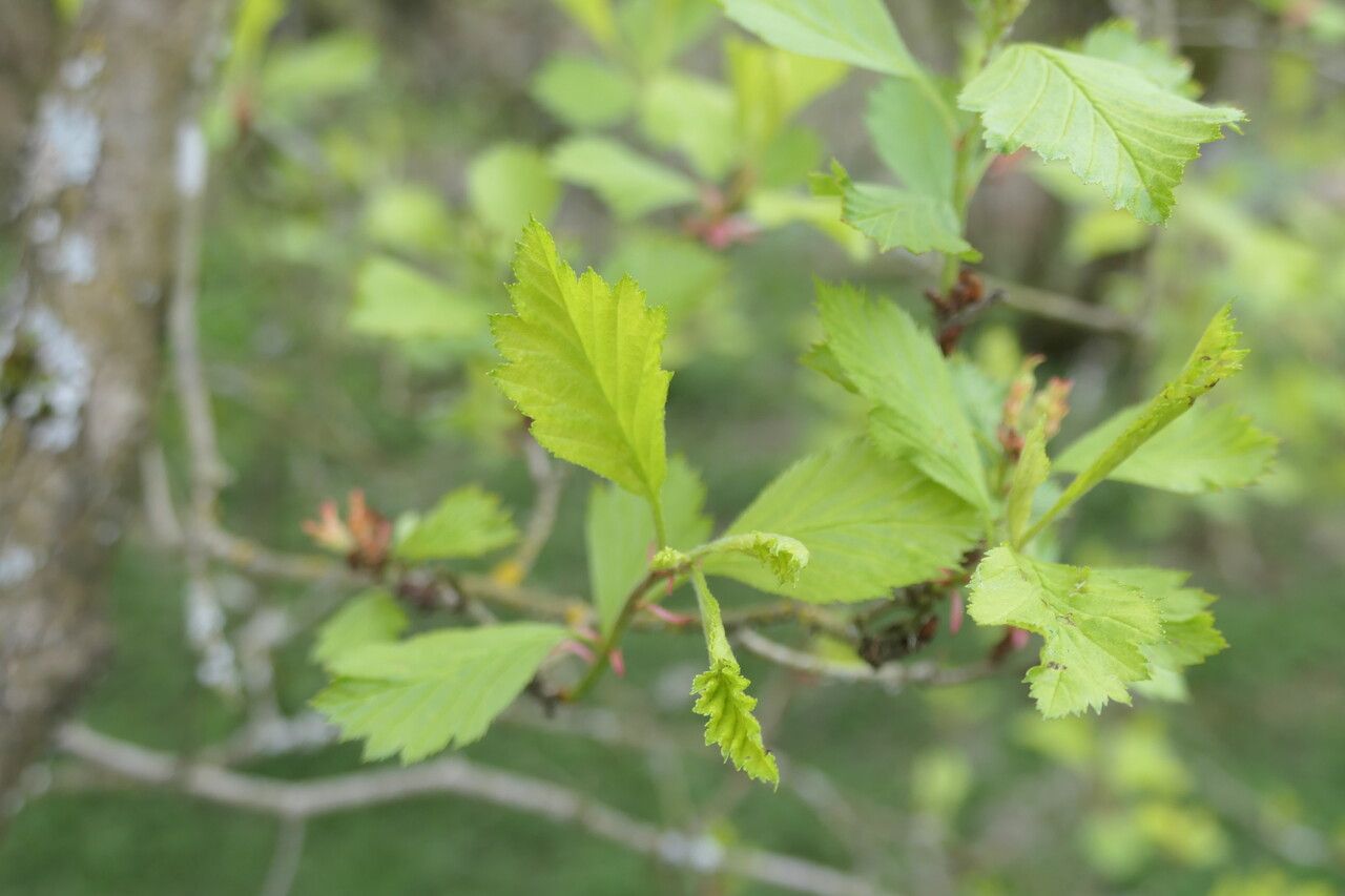 Crataegus columbiana leaf