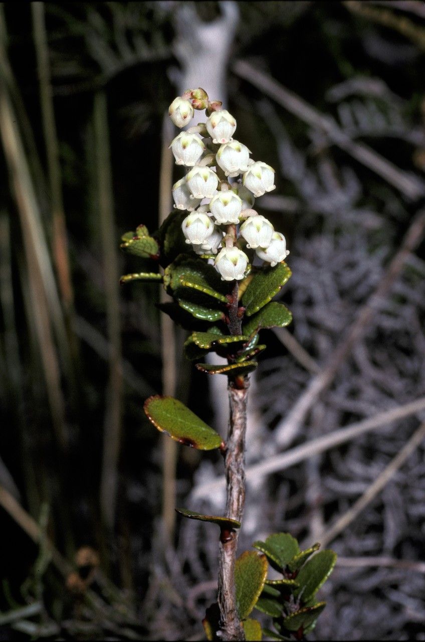 Gaultheria insipida — search result for 'Gaultheria'