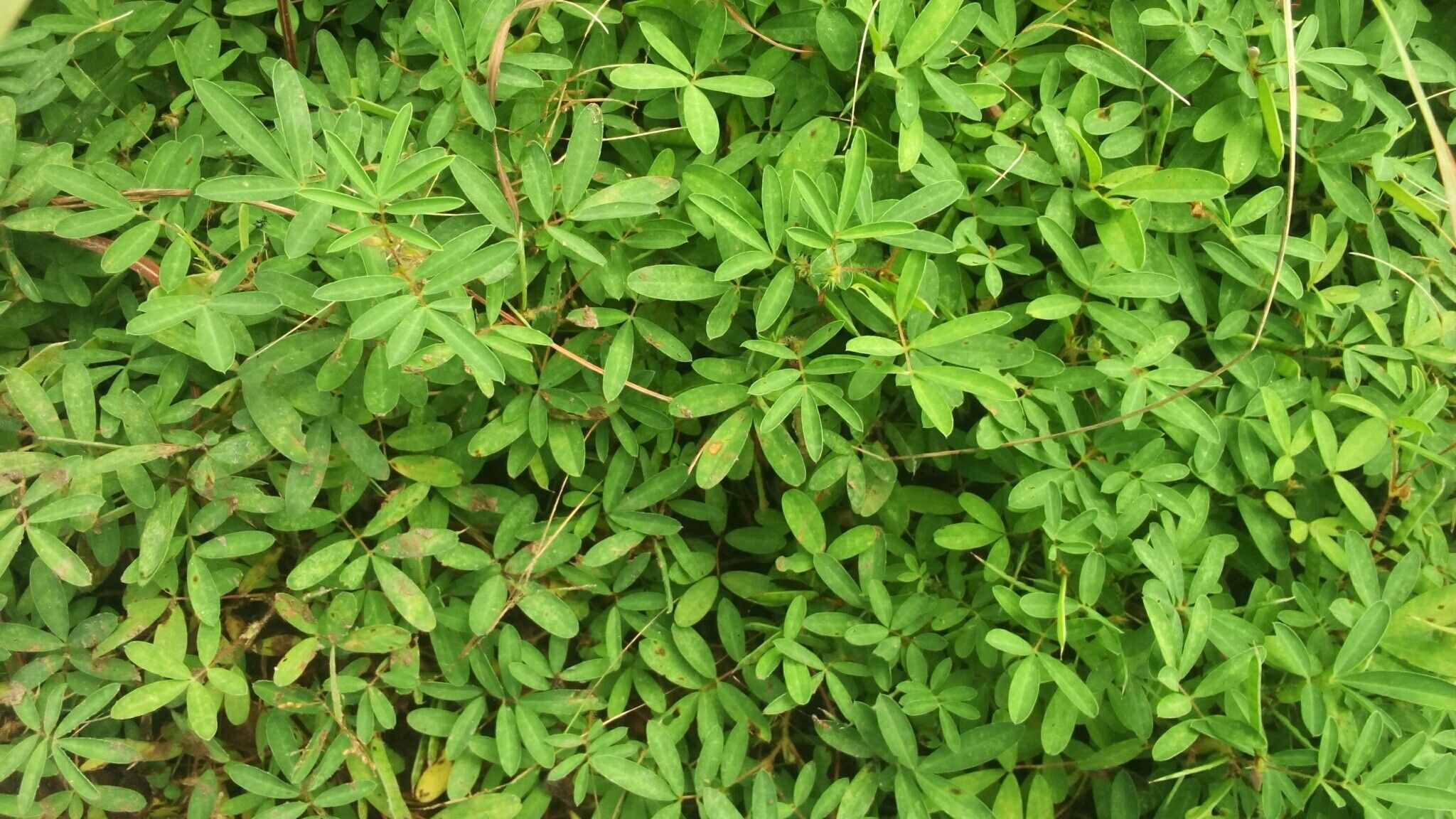 Tephrosia pedicellata — search result for 'Tephrosia'