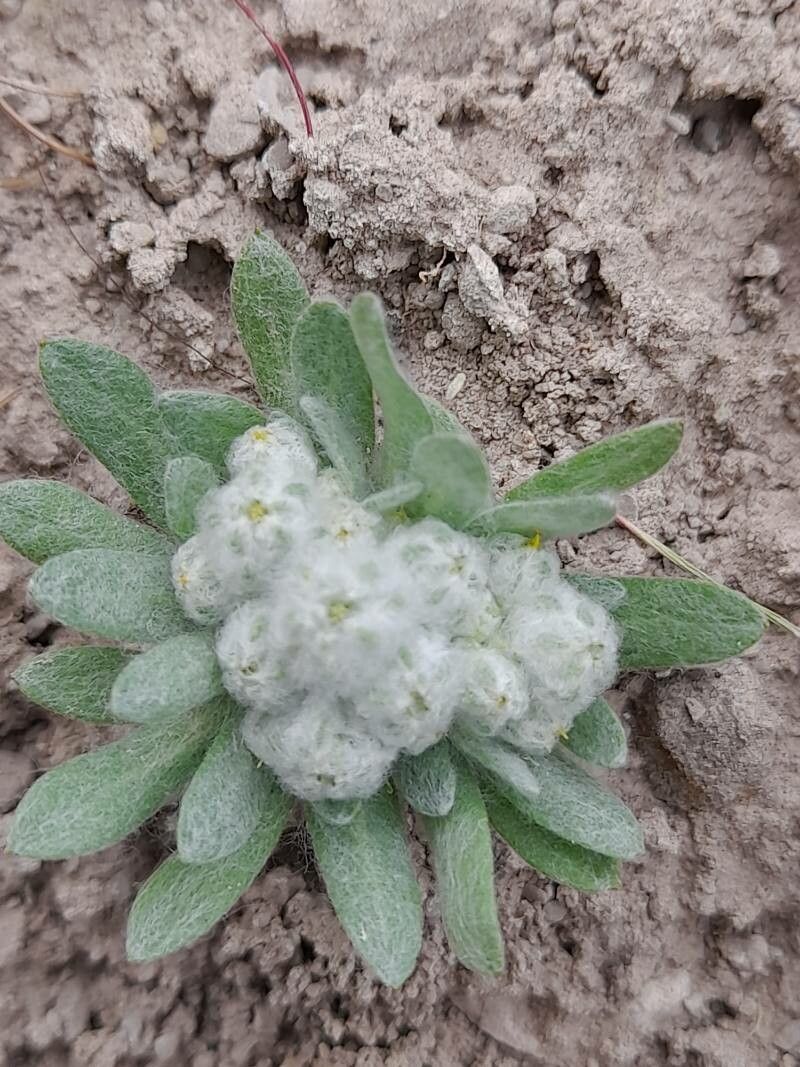 Filago desertorum flower