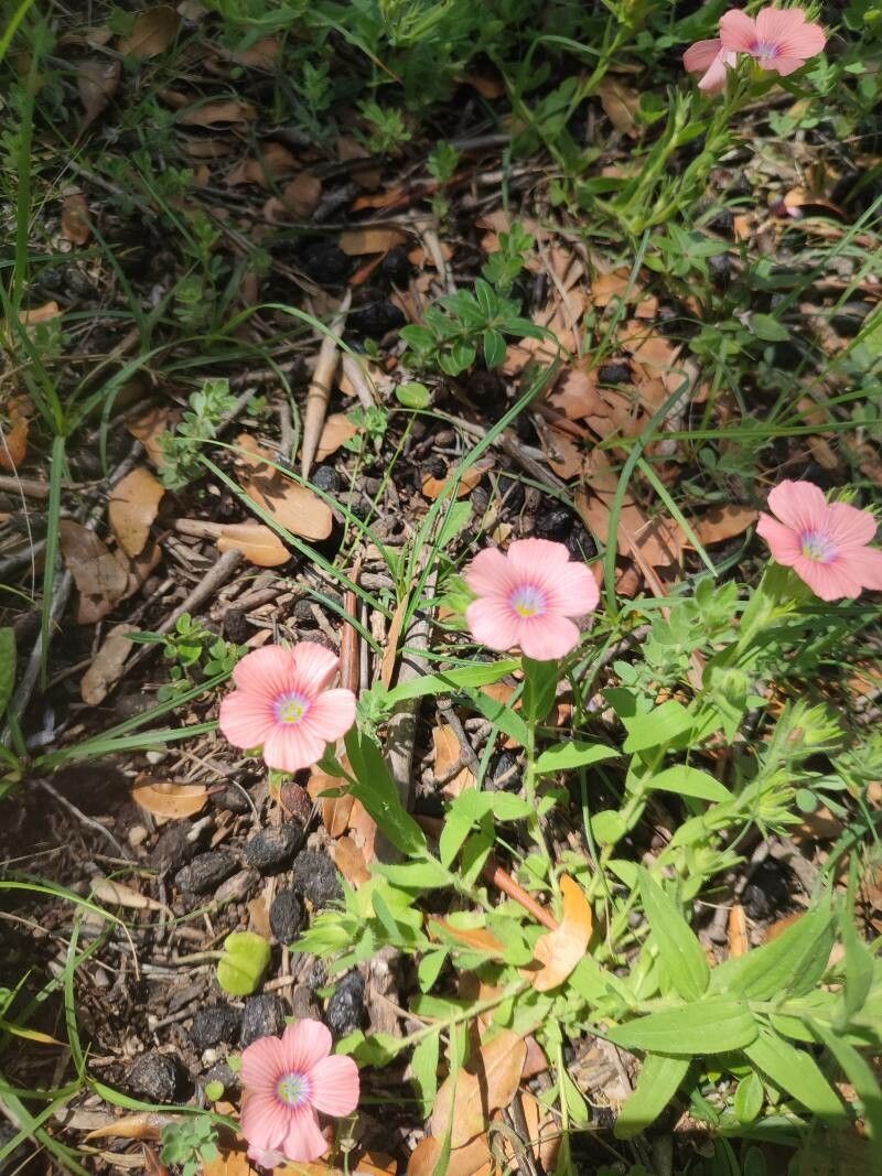 Linum pubescens habit