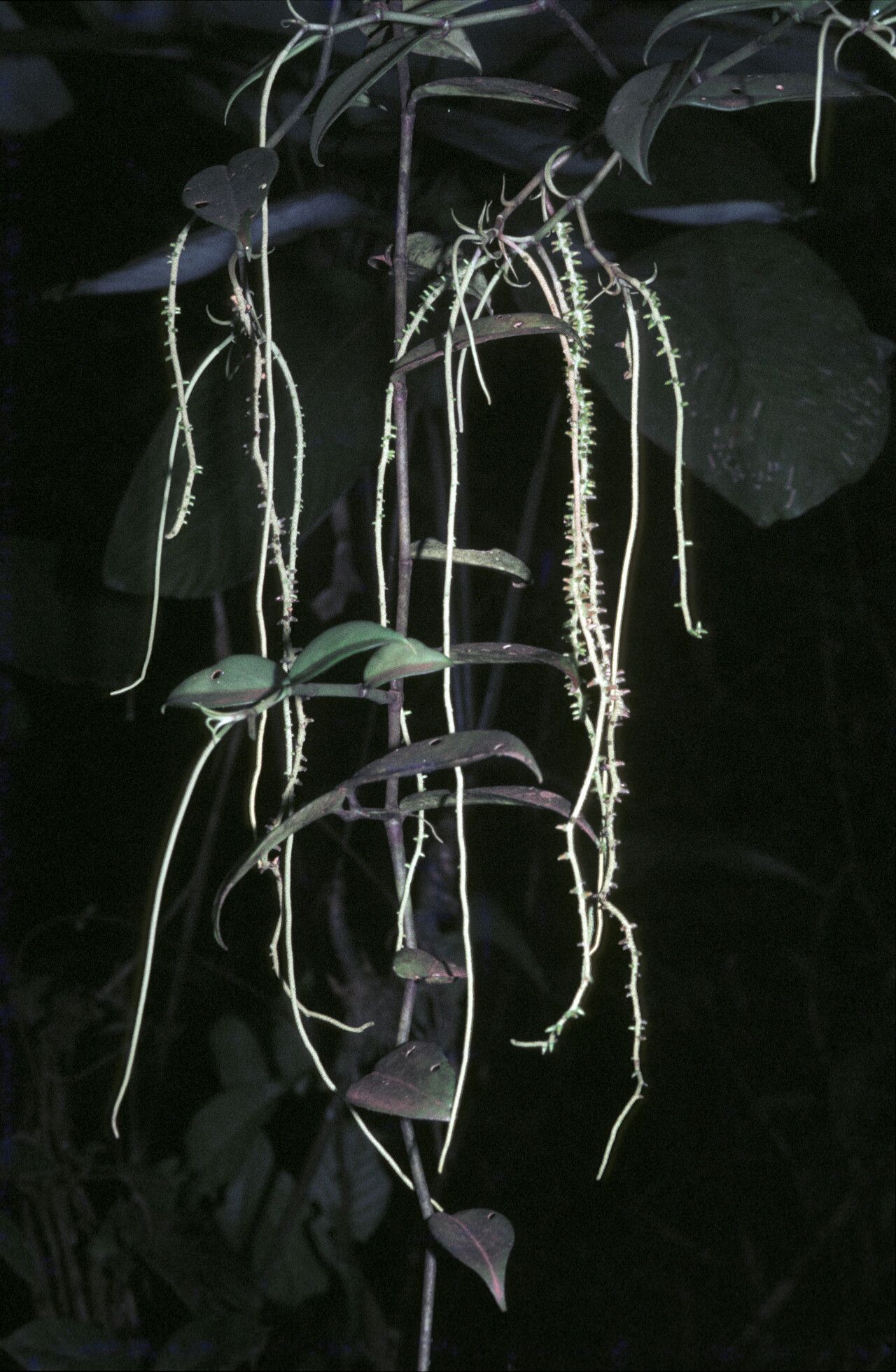 Peperomia macrostachyos habit