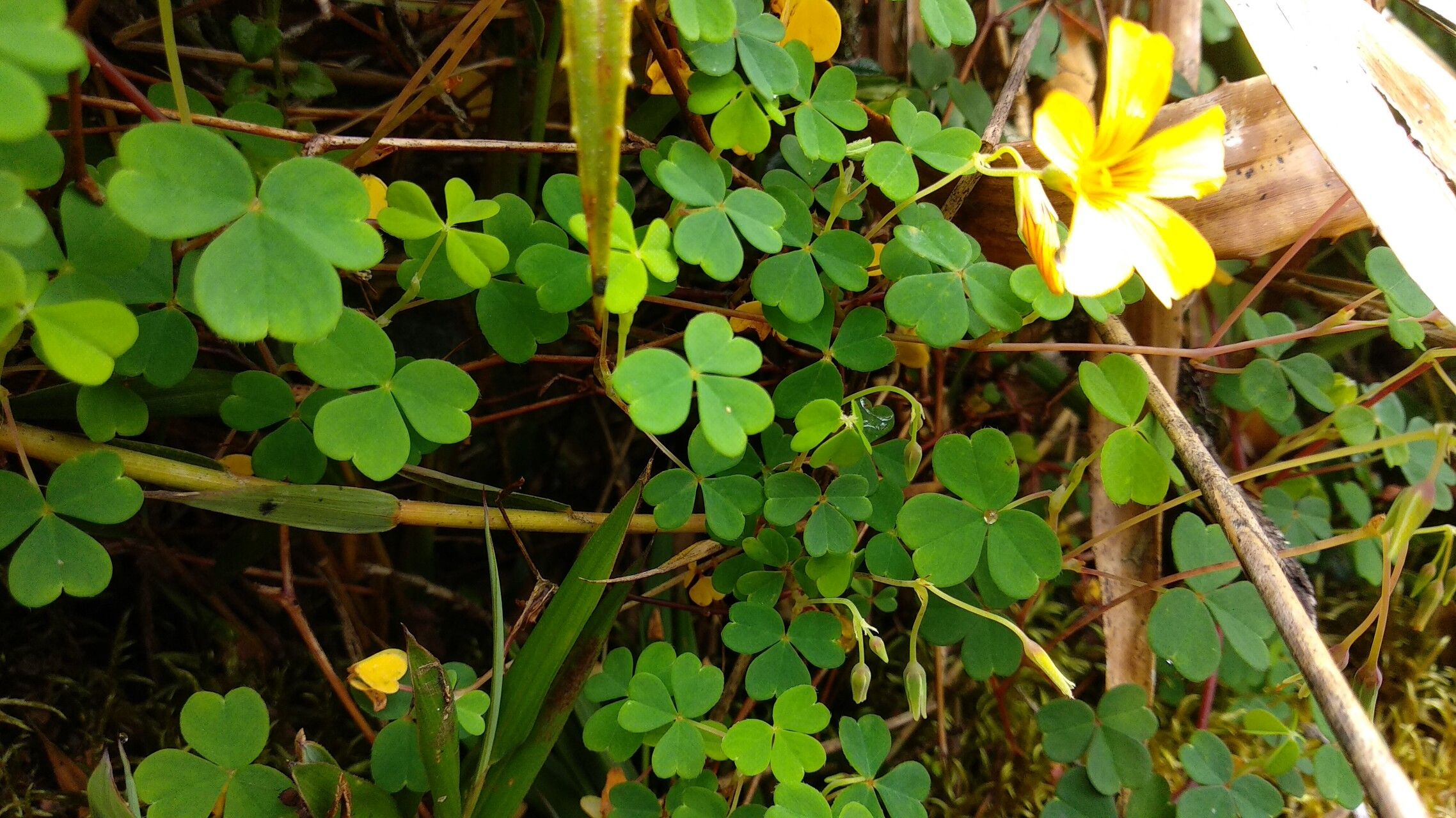 Oxalis medicaginea — houseplant care guide