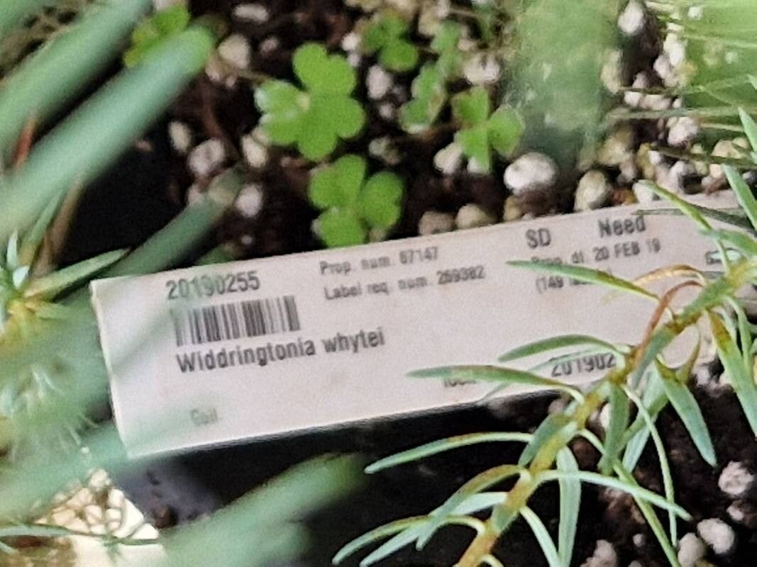 Widdringtonia whytei other