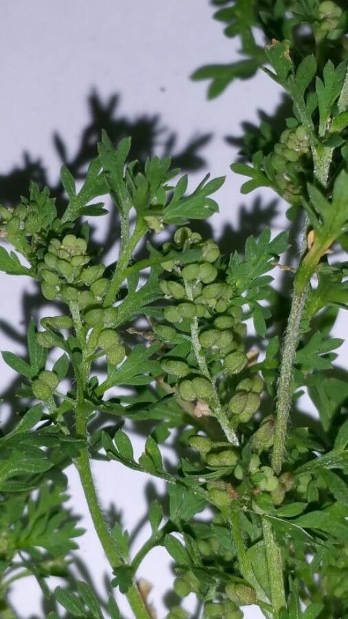 Coronopus didymus flower