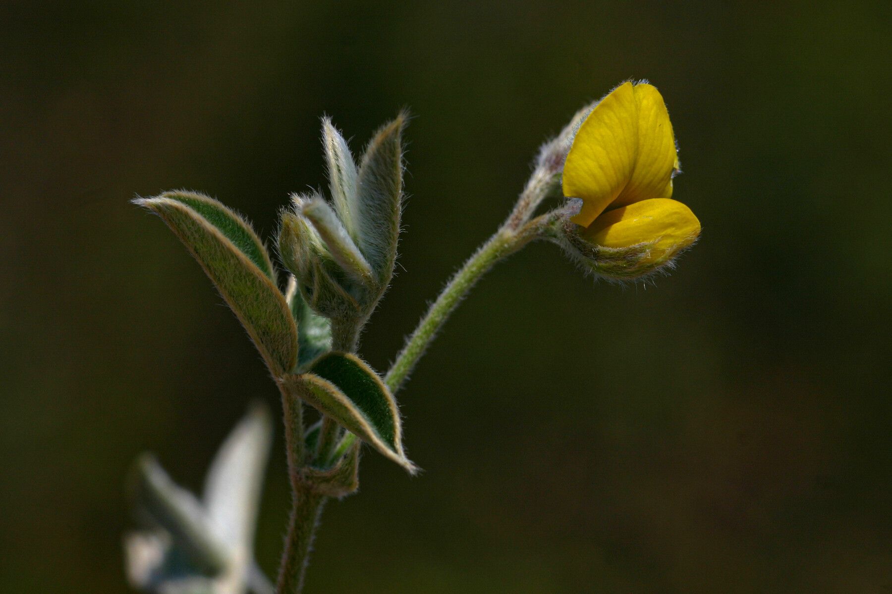 Argyrolobium rupestre — houseplant care guide