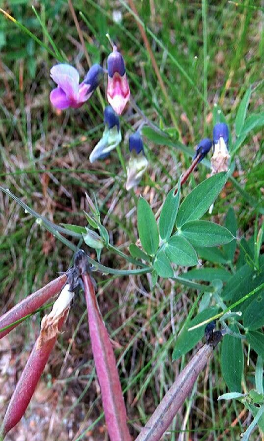 Lathyrus linifolius fruit