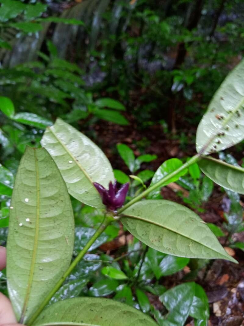 Palicourea oblonga fruit