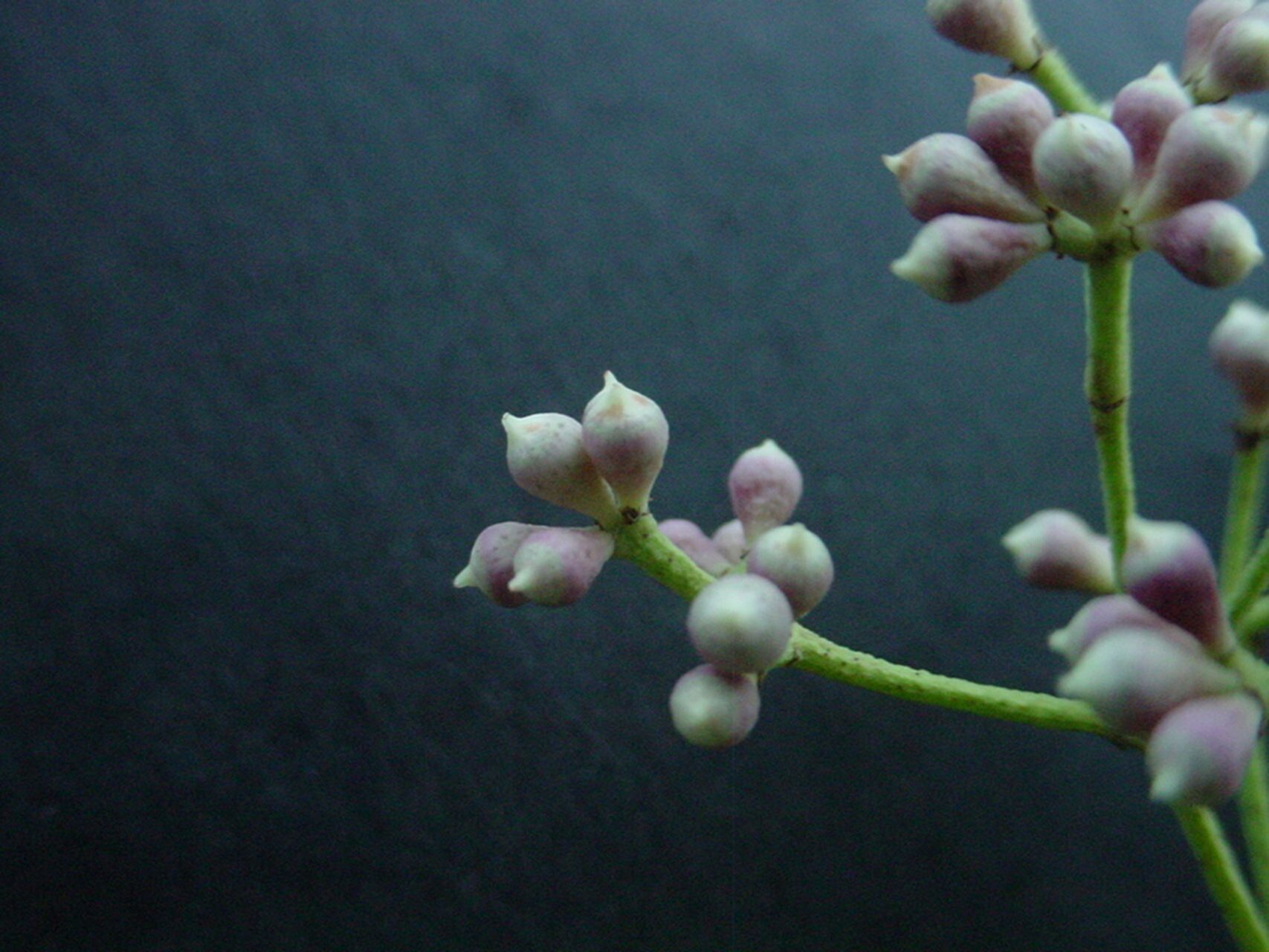 Syzygium neoeugenioides fruit