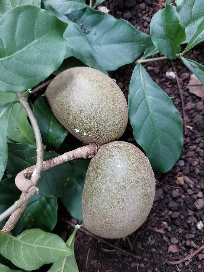 Tabernaemontana donnell-smithii fruit