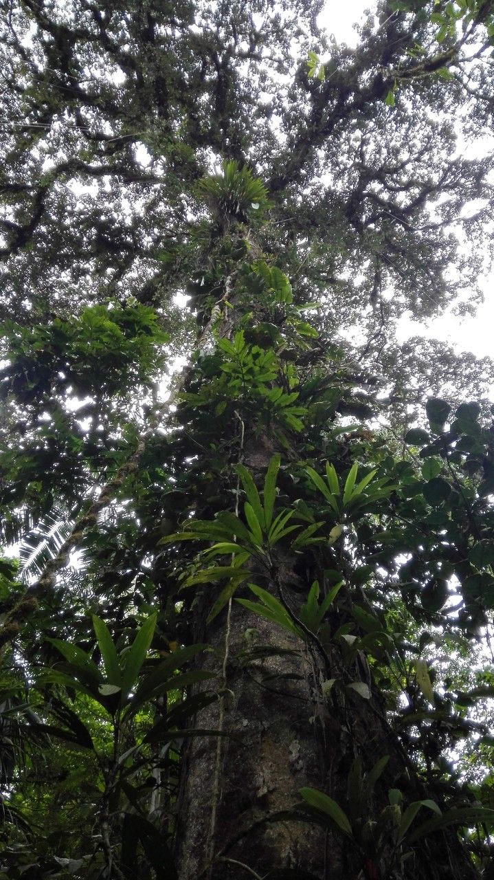 Parinari excelsa habit