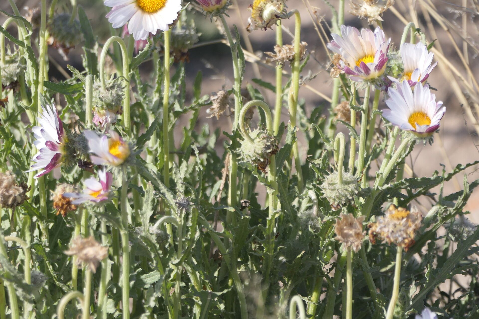 Arctotis leiocarpa flower