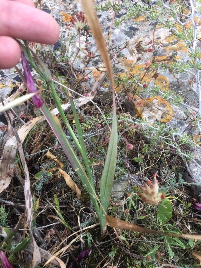 Gladiolus dubius leaf