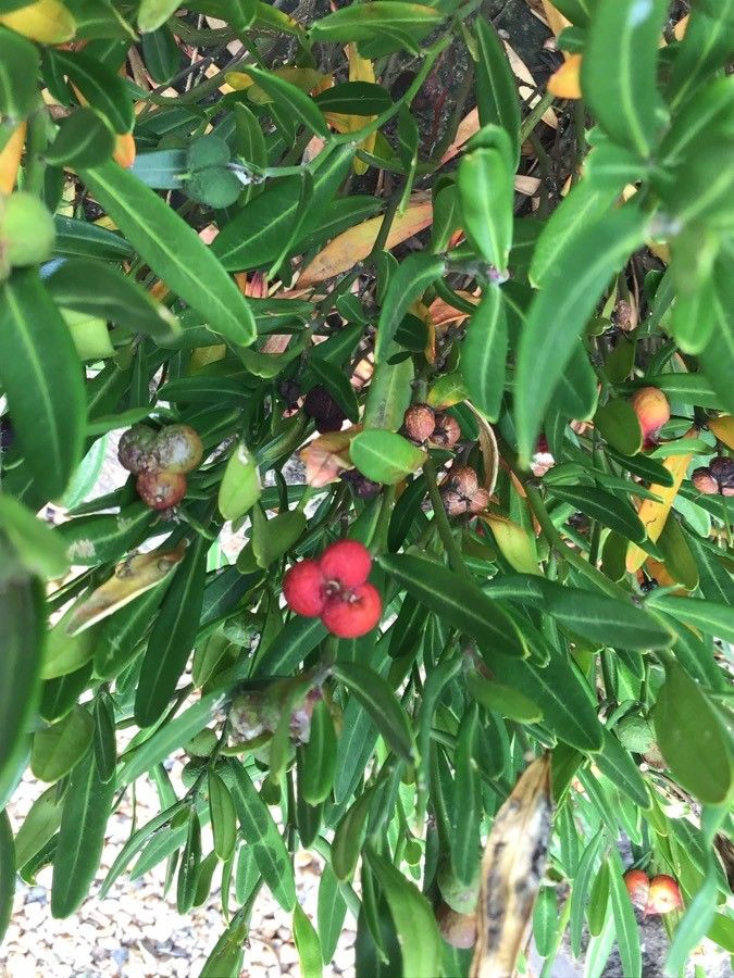 Cneorum tricoccon fruit