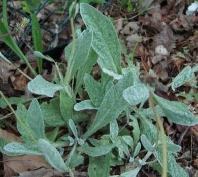 Calceolaria arachnoidea — related species from the same genus