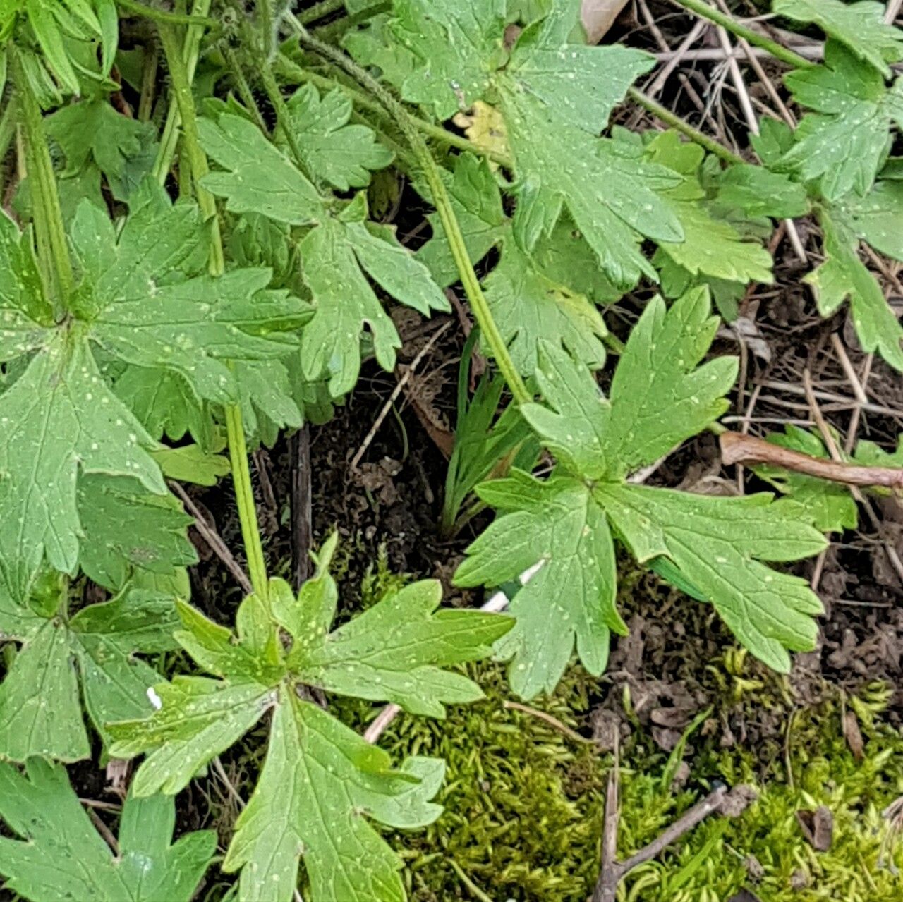 Ranunculus occidentalis — search result for 'Ranunculus'