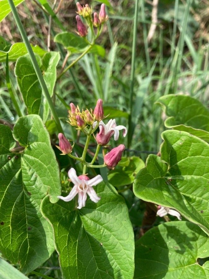 Cynanchum ligulatum flower