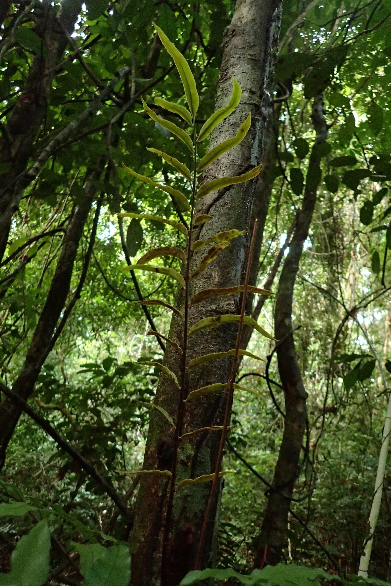 Lomariopsis rossii fruit