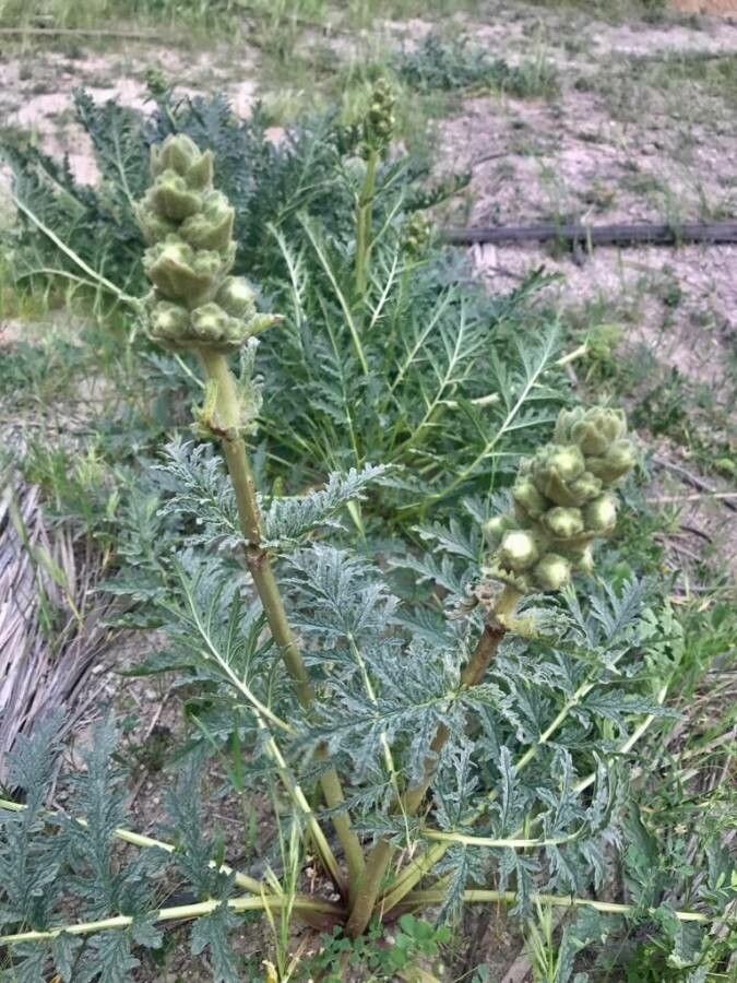 Phlomoides laciniata leaf