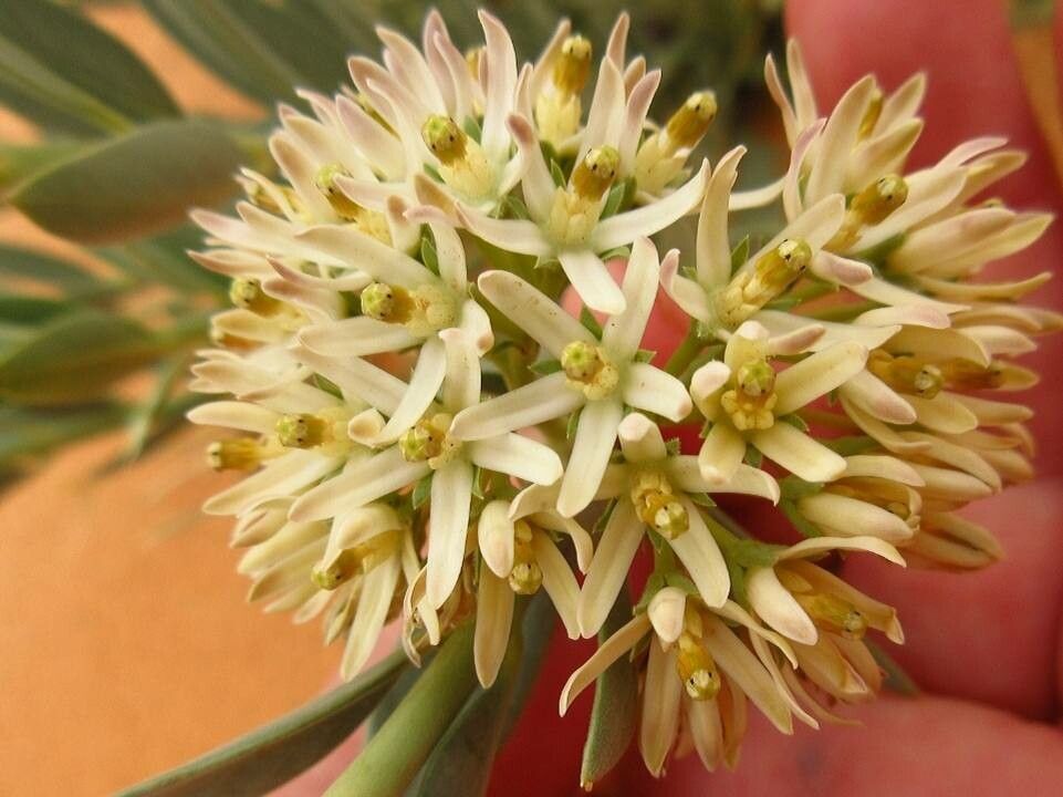 Solenostemma oleifolium flower