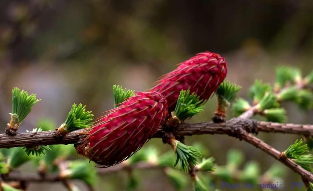 Larix griffithii — related species from the same genus