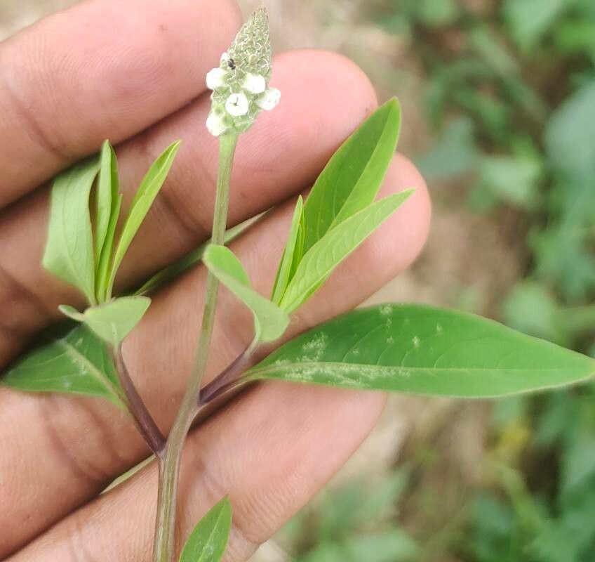 Sphenoclea zeylanica flower